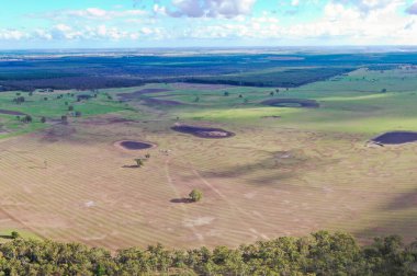Avustralya 'daki güzel sığırlar ot yer, otlakta otlarlar. Tarımsal bir çiftlikte yetiştirilen sığır sürüsü. Sürdürülebilir tarım 