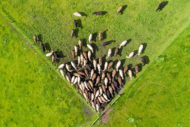 Avustralya 'daki güzel sığırlar ot yer, otlakta otlarlar. Tarımsal bir çiftlikte yetiştirilen sığır sürüsü. Avustralya 'da sürdürülebilir tarım