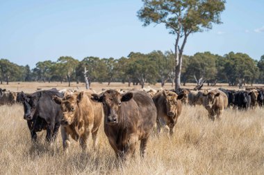 Avustralya 'daki güzel sığırlar ot yer, otlakta otlarlar. Tarımsal bir çiftlikte yetiştirilen sığır sürüsü. Amerika 'da sürdürülebilir tarım