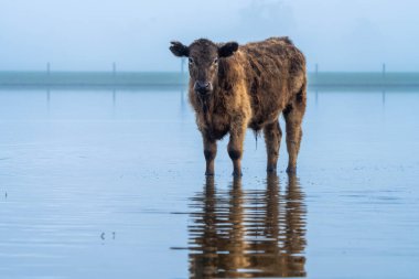 Avustralya 'da sürdürülebilir çiftlik hayvanları yetiştiriciliği: Avustralya' da yaz aylarında Avustralya 'da Kuraklıkta Sığır Yetiştirme Uygulamaları