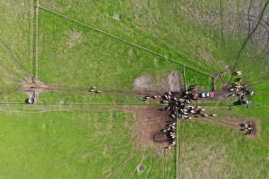 Avustralya 'daki güzel sığırlar ot yer, otlakta otlarlar. Tarımsal bir çiftlikte yetiştirilen sığır sürüsü. Sürdürülebilir tarım 