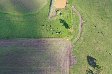 Avustralya 'daki güzel sığırlar ot yer, otlakta otlarlar. Tarımsal bir çiftlikte yetiştirilen sığır sürüsü. Amerika 'da sürdürülebilir tarım