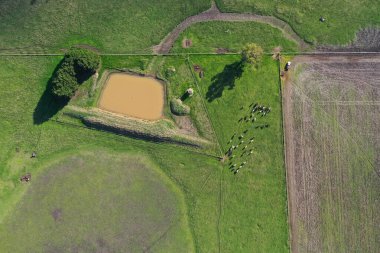 Avustralya 'daki güzel sığırlar ot yer, otlakta otlarlar. Tarımsal bir çiftlikte yetiştirilen sığır sürüsü. Sürdürülebilir tarım 