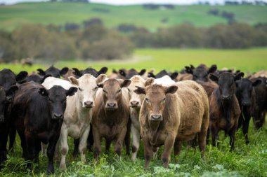 Avustralya 'da sürdürülebilir çiftlik hayvanları yetiştiriciliği: Avustralya' da yaz aylarında Avustralya 'da Kuraklıkta Sığır Yetiştirme Uygulamaları