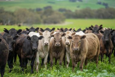 Yenileyici tarım inekleri tarlada, Avustralya 'da çim ve çayırlarda otluyorlar, bir çiftlikte. Saman yiyen sığırlar. Cinsler arasında Speckle Park, Murray Grey, Angus, wagyu, mandıra.