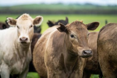 Avustralya 'daki güzel sığırlar ot yer, otlakta otlarlar. Tarımsal bir çiftlikte yetiştirilen sığır sürüsü. Avustralya 'da sürdürülebilir tarım