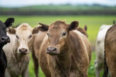 Avustralya 'daki güzel sığırlar ot yer, otlakta otlarlar. Tarımsal bir çiftlikte yetiştirilen sığır sürüsü. Avustralya 'da sürdürülebilir tarım