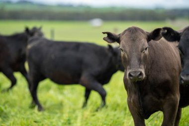 Avustralya 'daki güzel sığırlar ot yer, otlakta otlarlar. Tarımsal bir çiftlikte yetiştirilen sığır sürüsü. Avustralya 'da sürdürülebilir tarım
