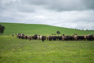 Avustralya 'daki güzel sığırlar ot yer, otlakta otlarlar. Tarımsal bir çiftlikte yetiştirilen sığır sürüsü. Avustralya 'da sürdürülebilir tarım