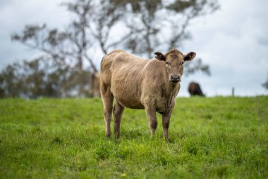 Avustralya 'daki güzel sığırlar ot yer, otlakta otlarlar. Tarımsal bir çiftlikte yetiştirilen sığır sürüsü. Amerika 'da sürdürülebilir tarım