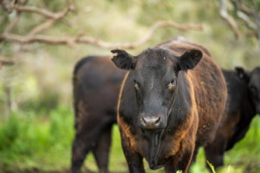 Avustralya 'daki güzel sığırlar ot yer, otlakta otlarlar. Tarımsal bir çiftlikte yetiştirilen sığır sürüsü. Amerika 'da sürdürülebilir tarım