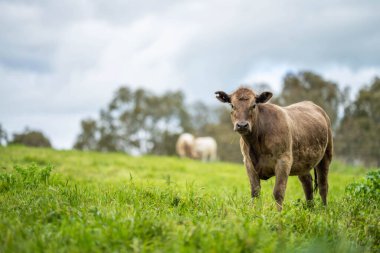 Avustralya 'da yazın alacakaranlıkta altın bir tarlada inekler. Otlakta otlayan sığır sürüsü. Tarımsal bir çiftlikte yetiştirilen sığır sürüsü. Sürdürülebilir tarım 