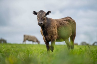 Avustralya 'da yazın alacakaranlıkta altın bir tarlada inekler. Otlakta otlayan sığır sürüsü. Tarımsal bir çiftlikte yetiştirilen sığır sürüsü. Sürdürülebilir tarım 