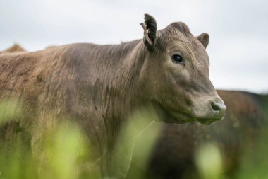 Avustralya 'da yazın alacakaranlıkta altın bir tarlada inekler. Otlakta otlayan sığır sürüsü. Tarımsal bir çiftlikte yetiştirilen sığır sürüsü. Sürdürülebilir tarım 
