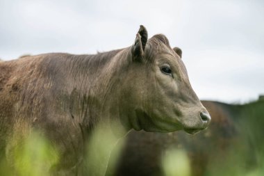 Avustralya 'da yazın alacakaranlıkta altın bir tarlada inekler. Otlakta otlayan sığır sürüsü. Tarımsal bir çiftlikte yetiştirilen sığır sürüsü. Sürdürülebilir tarım 