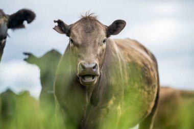 Avustralya 'da yazın alacakaranlıkta altın bir tarlada inekler. Otlakta otlayan sığır sürüsü. Tarımsal bir çiftlikte yetiştirilen sığır sürüsü. Sürdürülebilir tarım 