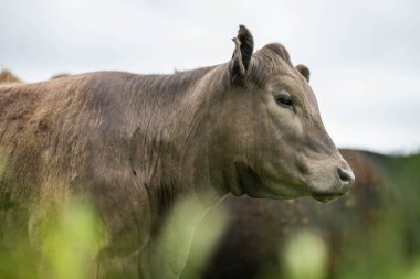 Avustralya 'da yazın alacakaranlıkta altın bir tarlada inekler. Otlakta otlayan sığır sürüsü. Tarımsal bir çiftlikte yetiştirilen sığır sürüsü. Sürdürülebilir tarım 