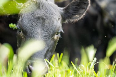 Avustralya 'da yazın alacakaranlıkta altın bir tarlada inekler. Otlakta otlayan sığır sürüsü. Tarımsal bir çiftlikte yetiştirilen sığır sürüsü. Sürdürülebilir tarım 