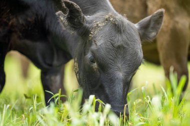 Avustralya 'da yazın alacakaranlıkta altın bir tarlada inekler. Otlakta otlayan sığır sürüsü. Tarımsal bir çiftlikte yetiştirilen sığır sürüsü. Sürdürülebilir tarım 