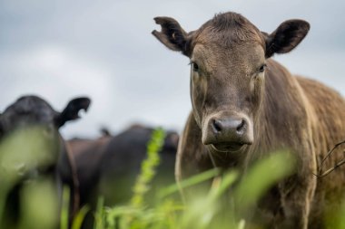 Avustralya 'da yazın alacakaranlıkta altın bir tarlada inekler. Otlakta otlayan sığır sürüsü. Tarımsal bir çiftlikte yetiştirilen sığır sürüsü. Sürdürülebilir tarım 