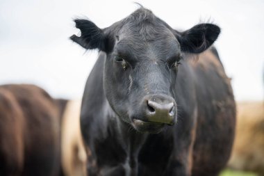 Avustralya 'da yazın alacakaranlıkta altın bir tarlada inekler. Otlakta otlayan sığır sürüsü. Tarımsal bir çiftlikte yetiştirilen sığır sürüsü. Sürdürülebilir tarım 