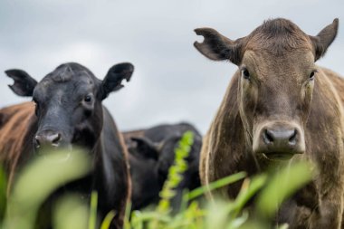 Avustralya 'da yazın alacakaranlıkta altın bir tarlada inekler. Otlakta otlayan sığır sürüsü. Tarımsal bir çiftlikte yetiştirilen sığır sürüsü. Sürdürülebilir tarım 