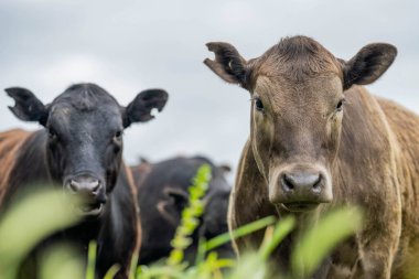 Avustralya 'da yazın alacakaranlıkta altın bir tarlada inekler. Otlakta otlayan sığır sürüsü. Tarımsal bir çiftlikte yetiştirilen sığır sürüsü. Sürdürülebilir tarım 