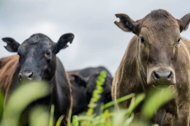 Avustralya 'da yazın alacakaranlıkta altın bir tarlada inekler. Otlakta otlayan sığır sürüsü. Tarımsal bir çiftlikte yetiştirilen sığır sürüsü. Sürdürülebilir tarım 
