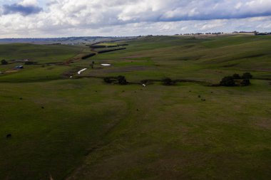 Avustralya 'daki güzel sığırlar ot yer, otlakta otlarlar. Tarımsal bir çiftlikte yetiştirilen sığır sürüsü. Avustralya 'da sürdürülebilir tarım