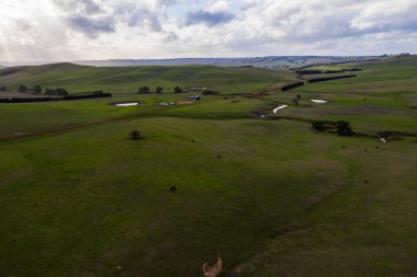 Avustralya 'daki güzel sığırlar ot yer, otlakta otlarlar. Tarımsal bir çiftlikte yetiştirilen sığır sürüsü. Avustralya 'da sürdürülebilir tarım