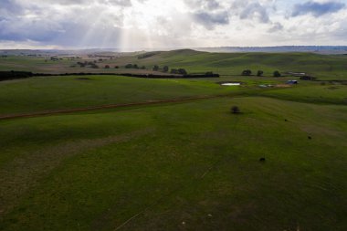 Avustralya 'daki güzel sığırlar ot yer, otlakta otlarlar. Tarımsal bir çiftlikte yetiştirilen sığır sürüsü. Avustralya 'da sürdürülebilir tarım