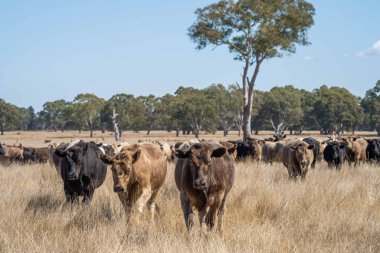 Avustralya 'daki güzel sığırlar ot yer, otlakta otlarlar. Tarımsal bir çiftlikte yetiştirilen sığır sürüsü. Amerika 'da sürdürülebilir tarım