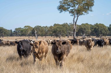 Avustralya 'daki güzel sığırlar ot yer, otlakta otlarlar. Tarımsal bir çiftlikte yetiştirilen sığır sürüsü. Amerika 'da sürdürülebilir tarım