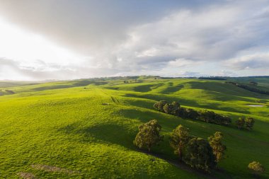 Avustralya 'daki güzel sığırlar ot yer, otlakta otlarlar. Tarımsal bir çiftlikte yetiştirilen sığır sürüsü. Amerika 'da sürdürülebilir tarım