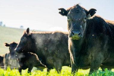 Sustainable Livestock Farming in Australia: Regenerative Practices for Cattle Grazing in Drought Resilient Pastures in australia in summer clipart