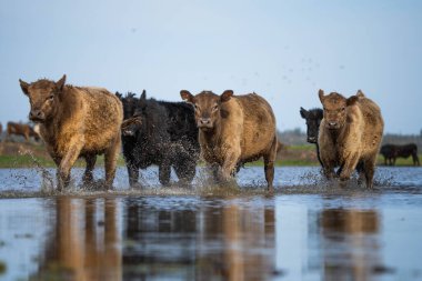 Avustralya 'daki güzel sığırlar ot yer, otlakta otlarlar. Tarımsal bir çiftlikte yetiştirilen sığır sürüsü. Amerika 'da sürdürülebilir tarım