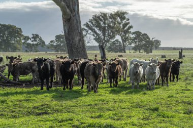 Avustralya 'daki güzel sığırlar ot yer, otlakta otlarlar. Tarımsal bir çiftlikte yetiştirilen sığır sürüsü. Avustralya 'da sürdürülebilir tarım