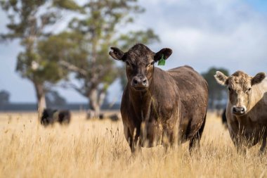 Avustralya 'daki güzel sığırlar ot yer, otlakta otlarlar. Tarımsal bir çiftlikte yetiştirilen sığır sürüsü. Avustralya 'da sürdürülebilir tarım