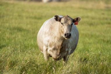 Avustralya 'daki güzel sığırlar ot yer, otlakta otlarlar. Tarımsal bir çiftlikte yetiştirilen sığır sürüsü. Avustralya 'da sürdürülebilir tarım
