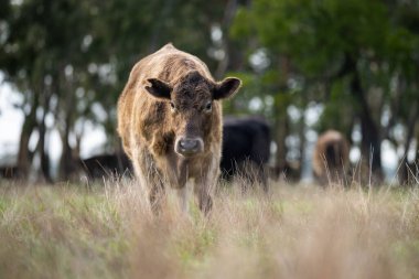 Avustralya 'daki güzel sığırlar ot yer, otlakta otlarlar. Tarımsal bir çiftlikte yetiştirilen sığır sürüsü. Sürdürülebilir tarım 