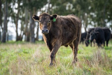 Avustralya 'daki güzel sığırlar ot yer, otlakta otlarlar. Tarımsal bir çiftlikte yetiştirilen sığır sürüsü. Avustralya 'da sürdürülebilir tarım