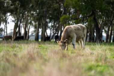 Avustralya 'daki güzel sığırlar ot yer, otlakta otlarlar. Tarımsal bir çiftlikte yetiştirilen sığır sürüsü. Avustralya 'da sürdürülebilir tarım