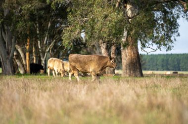 Avustralya 'daki güzel sığırlar ot yer, otlakta otlarlar. Tarımsal bir çiftlikte yetiştirilen sığır sürüsü. Amerika 'da sürdürülebilir tarım