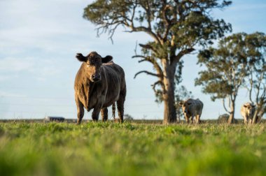 Avustralya 'da bir çiftlik çiftliğinde otlayan sığır ve buzağılara yakından bakın. Saman yiyen sığırlar. Cinsler arasında benekli park, Murray Grey, angus, Brangus, hereford, wagyu, süt inekleri,.