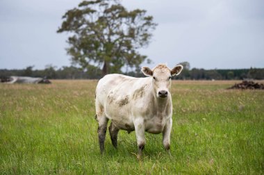 Avustralya 'daki güzel sığırlar ot yer, otlakta otlarlar. Tarımsal bir çiftlikte yetiştirilen sığır sürüsü. Avustralya 'da sürdürülebilir tarım