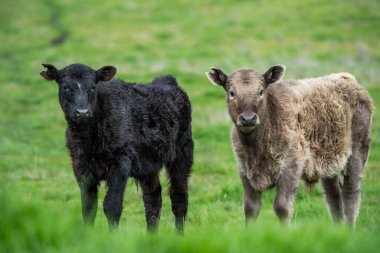 Avustralya 'daki güzel sığırlar ot yer, otlakta otlarlar. Tarımsal bir çiftlikte yetiştirilen sığır sürüsü. Amerika 'da sürdürülebilir tarım