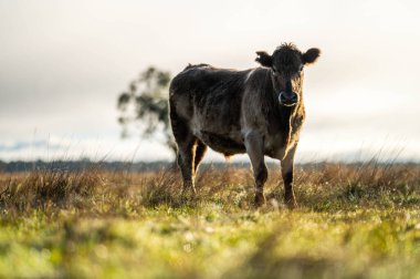 Avustralya 'daki güzel sığırlar ot yer, otlakta otlarlar. Tarımsal bir çiftlikte yetiştirilen sığır sürüsü. Avustralya 'da sürdürülebilir tarım