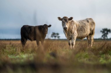 Avustralya 'daki güzel sığırlar ot yer, otlakta otlarlar. Tarımsal bir çiftlikte yetiştirilen sığır sürüsü. Avustralya 'da sürdürülebilir tarım