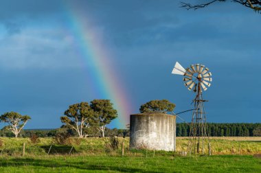 Avustralya 'daki güzel sığırlar ot yer, otlakta otlarlar. Tarımsal bir çiftlikte yetiştirilen sığır sürüsü. Sürdürülebilir tarım 