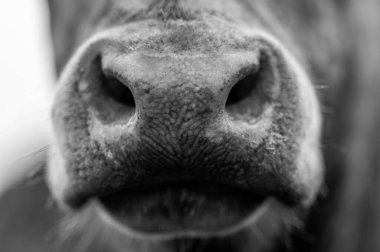 Avustralya 'daki güzel sığırlar ot yer, otlakta otlarlar. Tarımsal bir çiftlikte yetiştirilen sığır sürüsü. Amerika 'da sürdürülebilir tarım